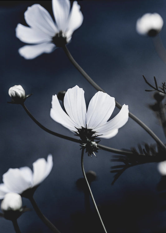 Wildblumen 1 | Poster