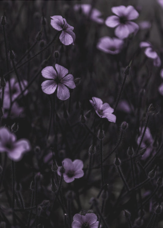 Dunkle Blumen 10 | Poster