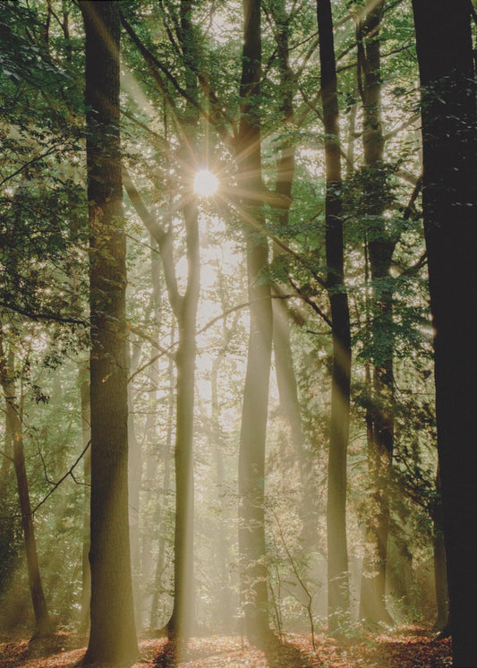 Sonnenstrahlen durch den Wald | Poster
