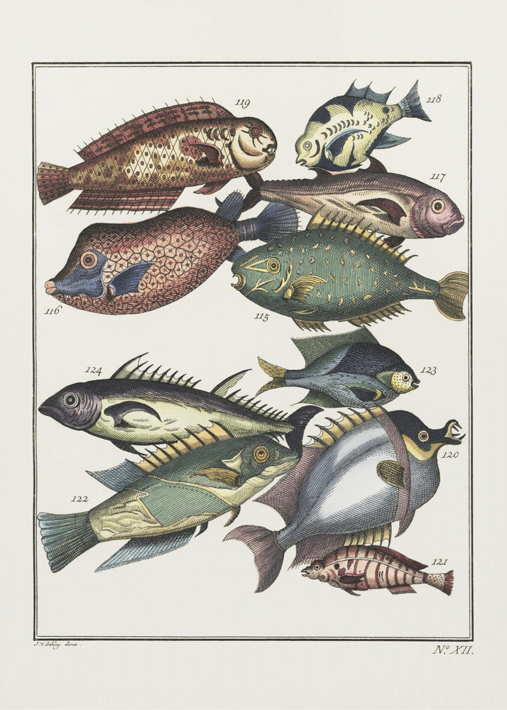 Exotischer Fisch (1767) von JV Schley | Leinwand