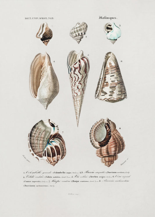 Meerestiere I | Poster