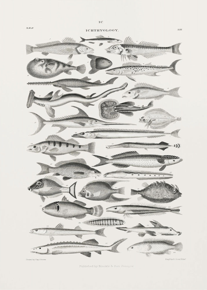 Meerestiere I | Poster