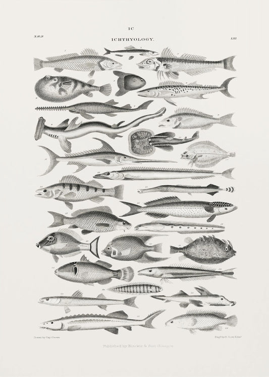 Sealife I | Canvas