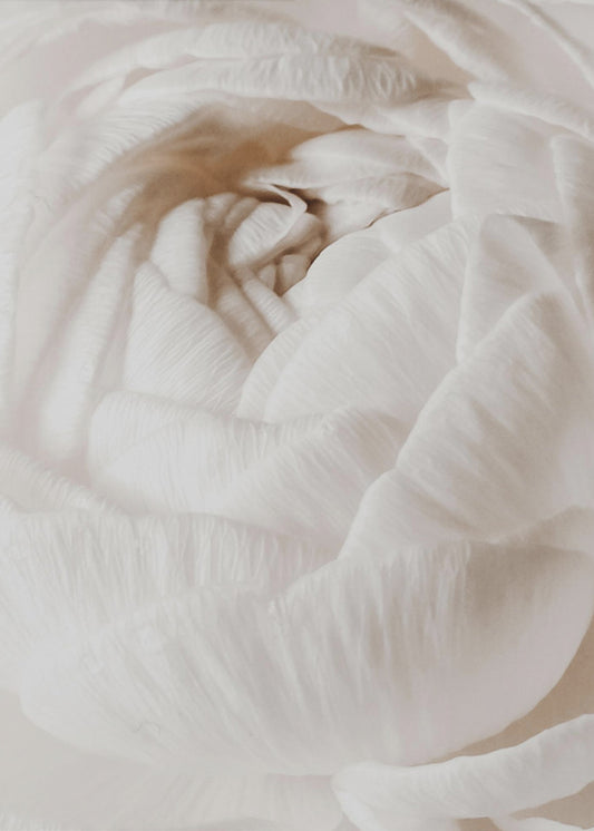 Butterblume | Poster