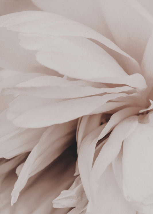 Peony | Canvas