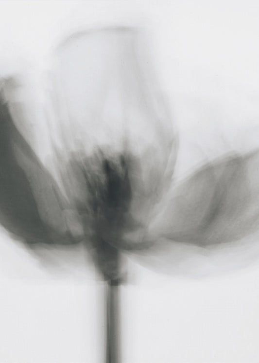 Mono Tulip | Canvas