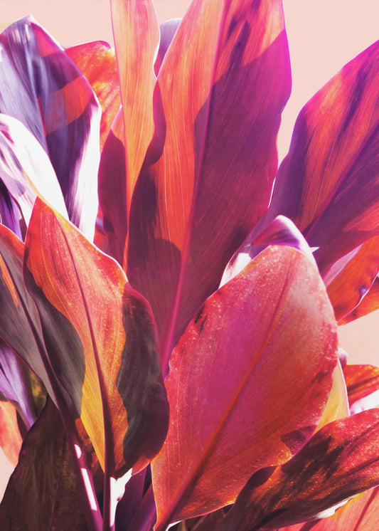 Fuchsienblätter I | Poster
