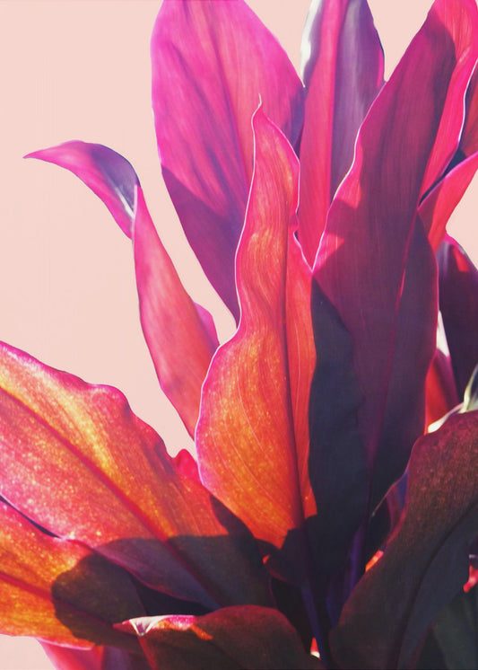 Fuchsienblätter II | Poster