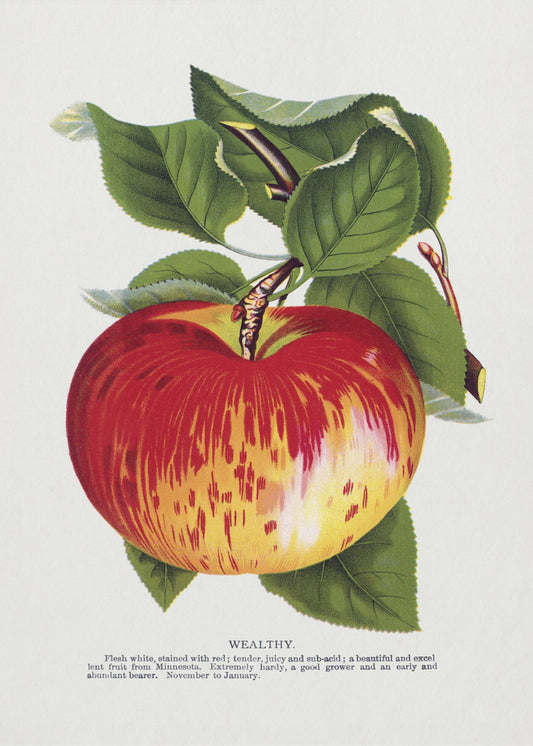 Wealthy Apple Lithograph | Poster