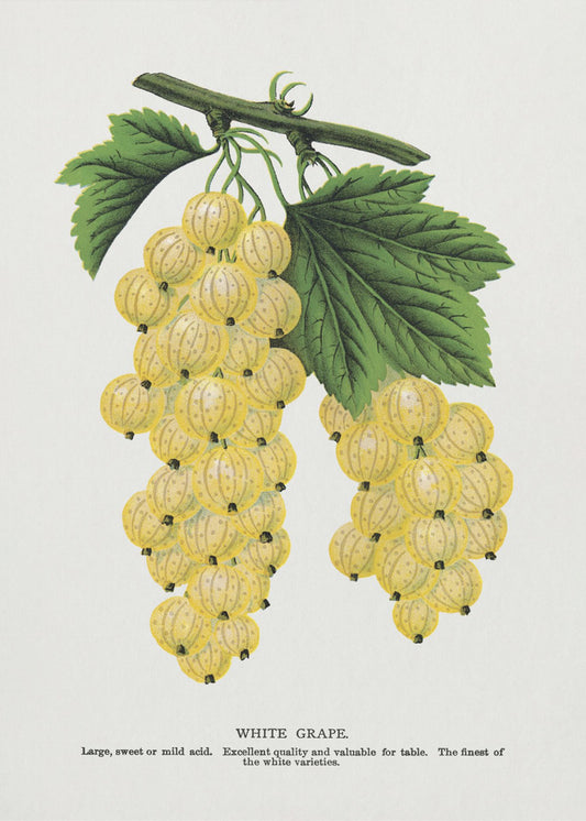 White Grape Lithograph | Poster