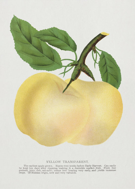 Yellow Transparent Apple Lithograph | Canvas
