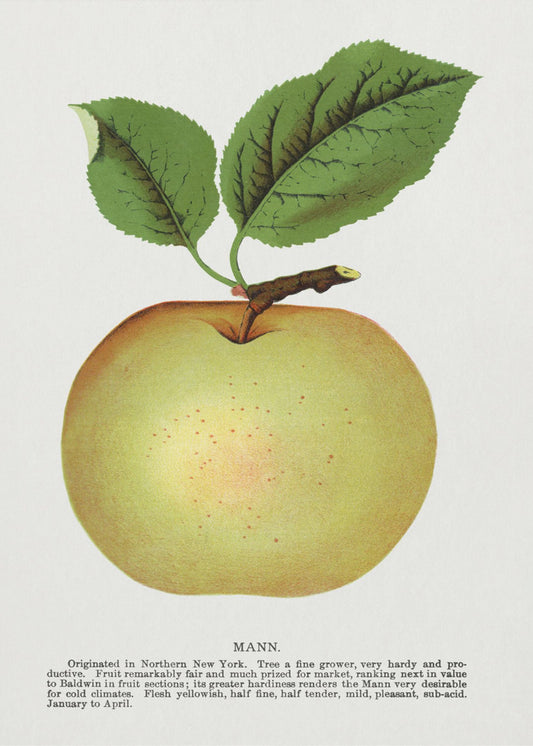 Mann Apple Lithograph | Poster