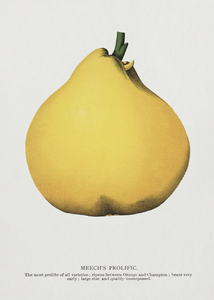 Meechs produktive Birnen-Lithografie | Poster