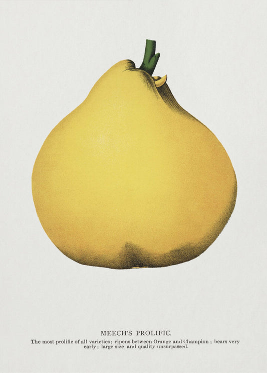Meech's Prolific Pear Lithograph | Poster