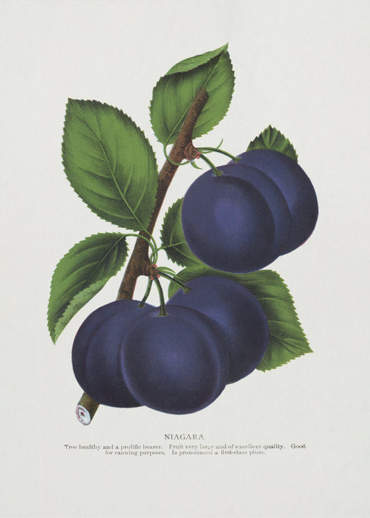 Niagara Plum Lithograph | Poster