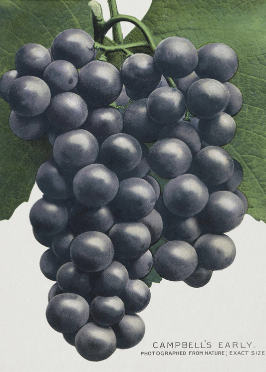 Campbell's Early Grape Lithograph | Canvas