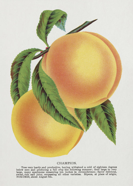 Champion Plum Lithograph | Canvas