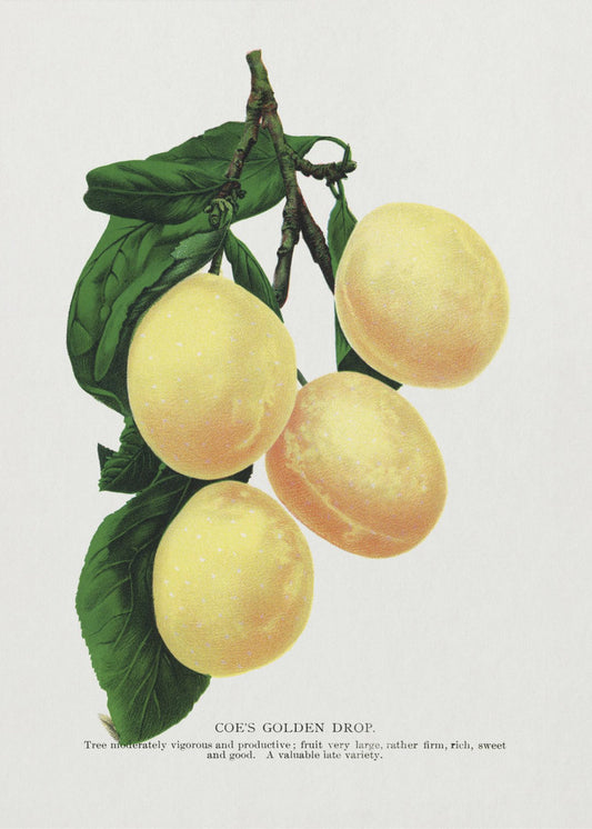 Coe's Golden Drop Plum Lithograph | Canvas