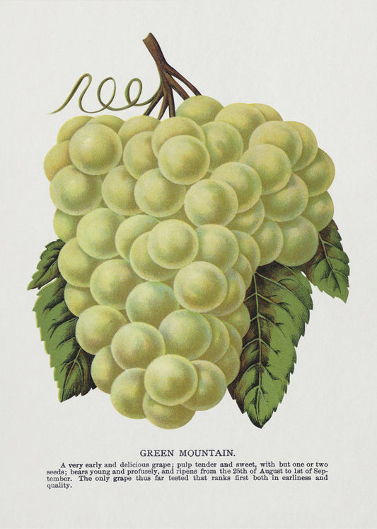 Green Mountain Grape Lithograph | Poster