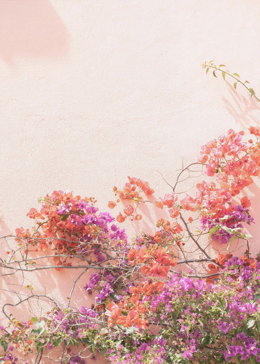 Rosa Sommer | Poster