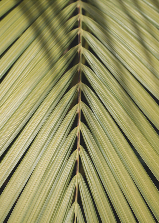 Tropisches Blatt | Poster