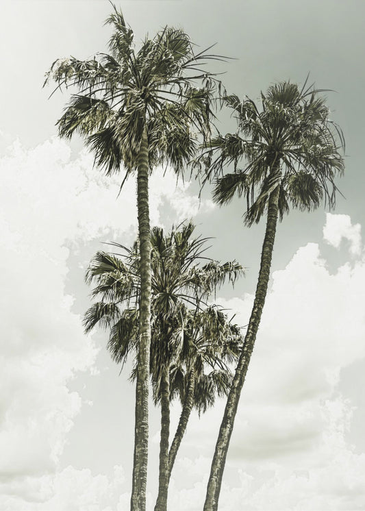 Palmen und Himmel | Vintage | Poster