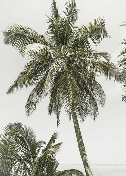 Palmen am Meer | Vintage | Poster