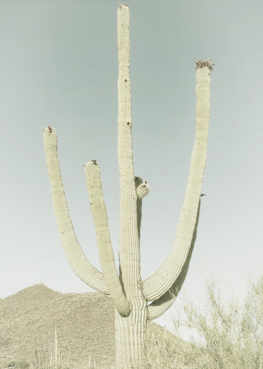 Saguaro Nationalpark Poster