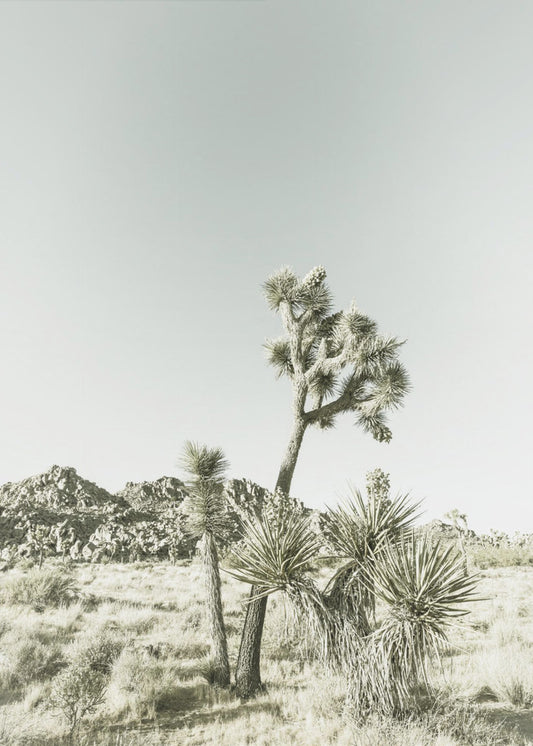 Joshua Tree Nationalpark Vintage-Impression | Poster