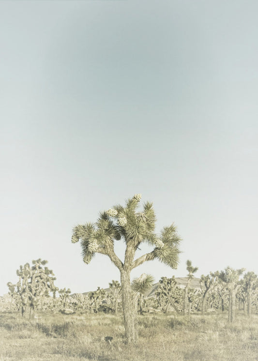 Vintage Joshua Tree Nationalpark Poster