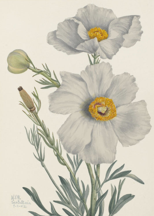 Matilija Poppy | Canvas