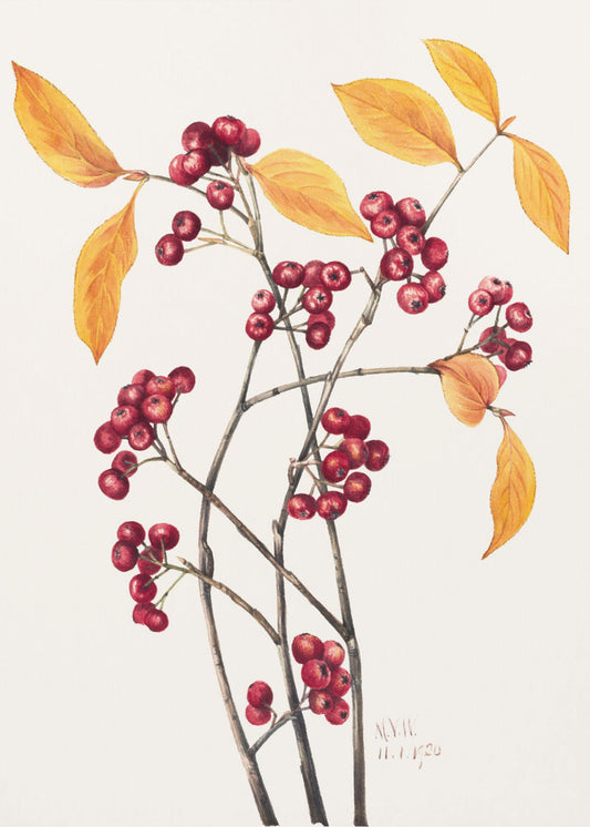 Red Chokeberry (1920) | Canvas
