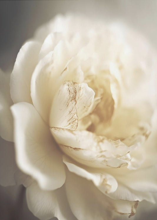 Ätherische Blüte | Poster