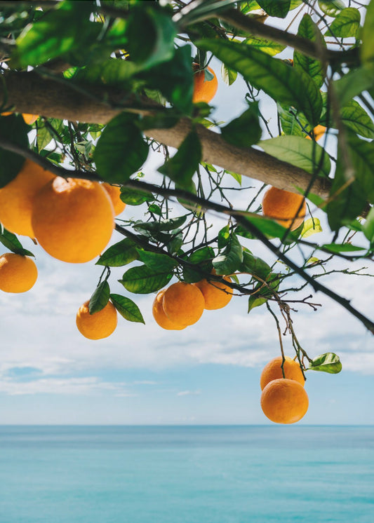 Orangen der Amalfiküste IV | Leinwand