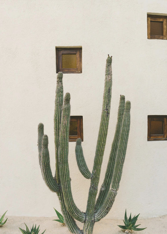 Cabo Kaktus IX | Leinwand