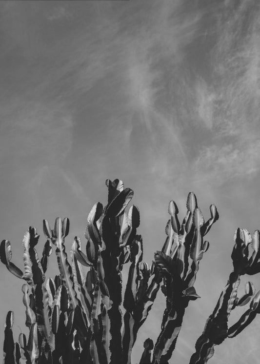 Monochromer Kaktushimmel | Poster