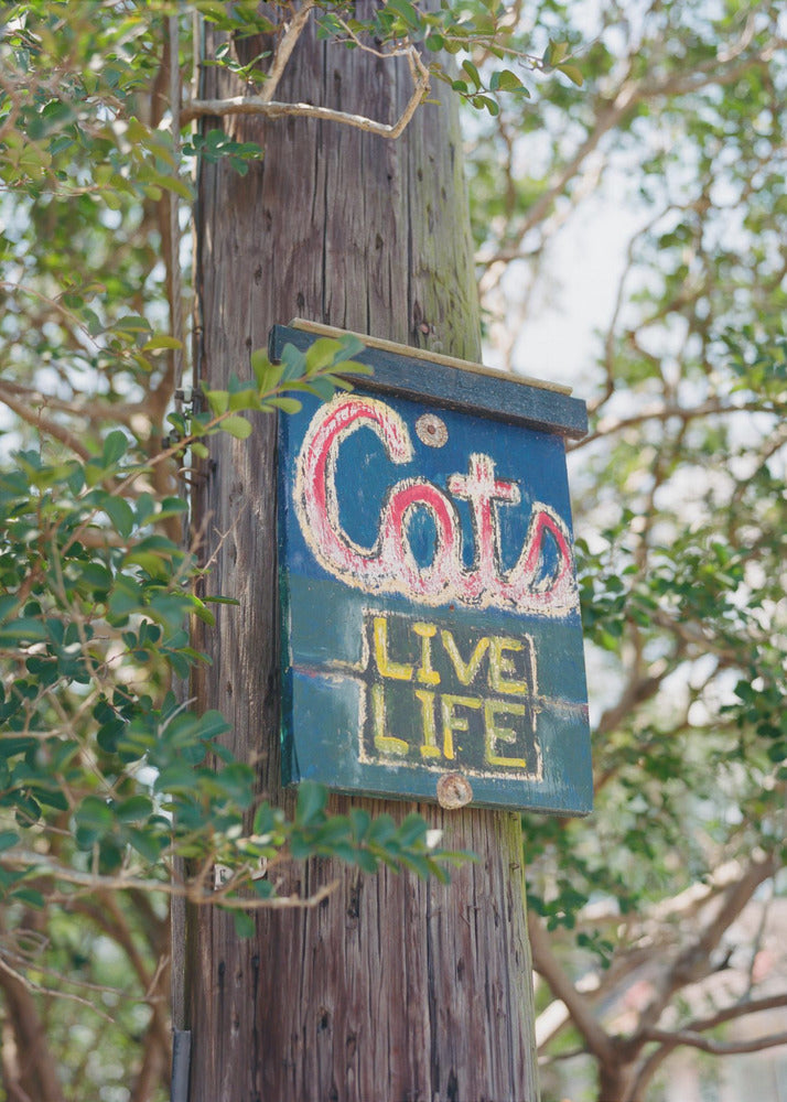 New Orleans Katzen | Poster