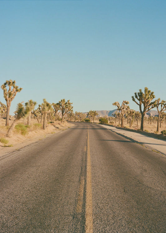 Joshua Tree Road II | Leinwand