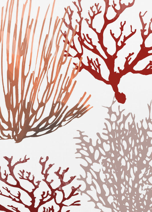 Rosa und rote Meereskoralle | Poster