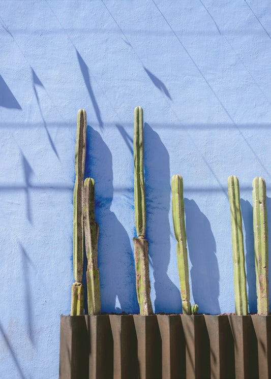 Hohe Kakteen | Reisefotografie in Oaxaca, Mexiko | Poster