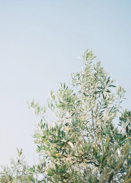 Oliven in Ostuni | Italien Reisefotografie | Poster
