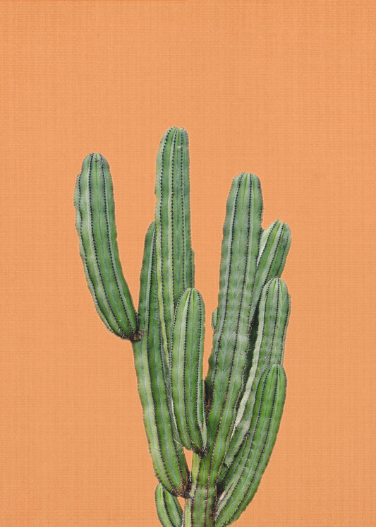 Oranger Kaktus | Poster