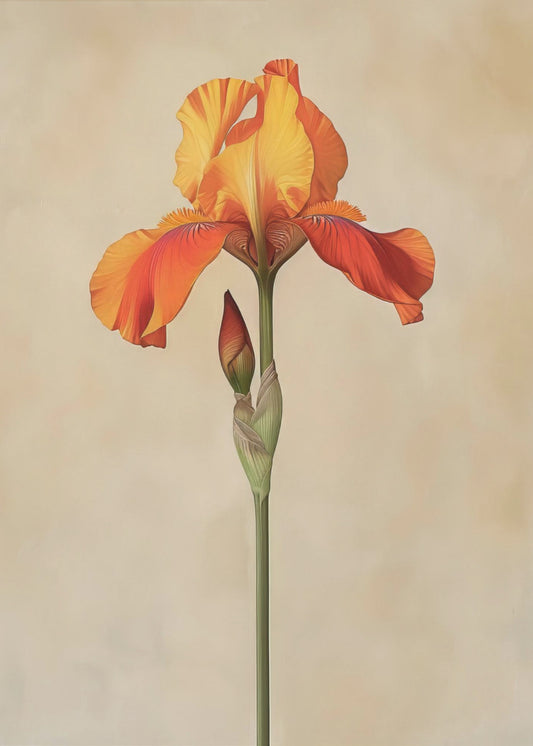 Poster Leinwand Sng Iris 34 | Leinwand