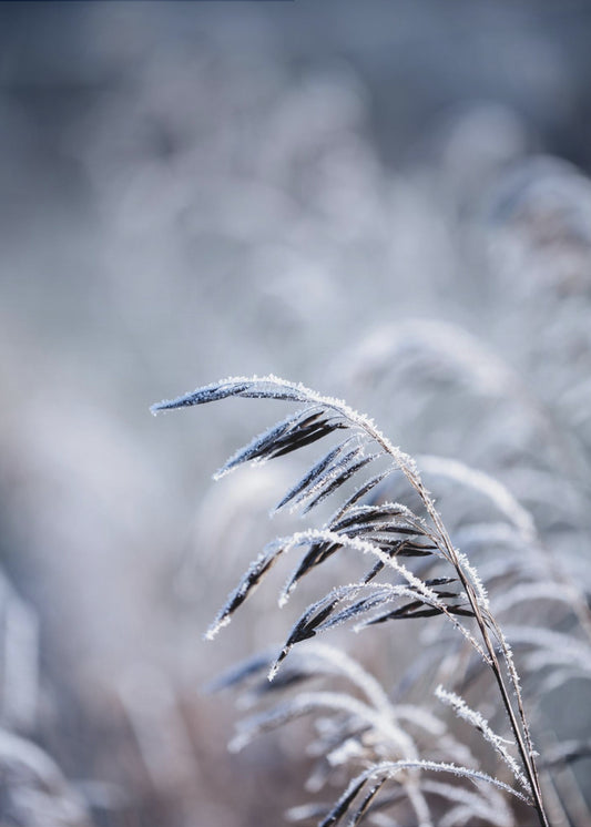 Frostiger Morgen 5 | Poster