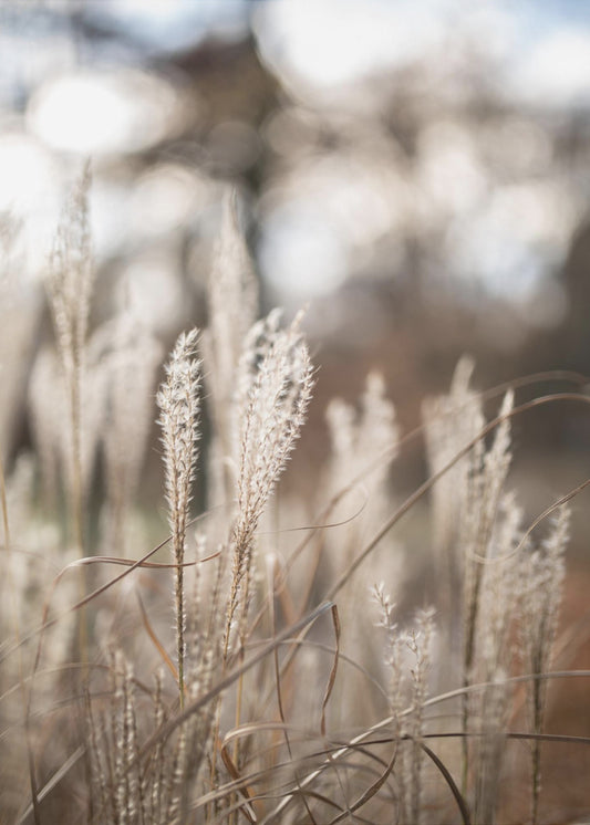 Grass 19 | Canvas