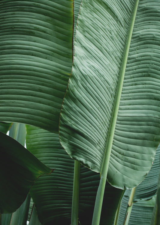 Leaves 14 | Canvas