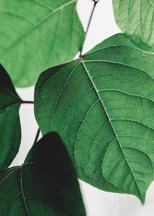Summer Branches 2 | Canvas