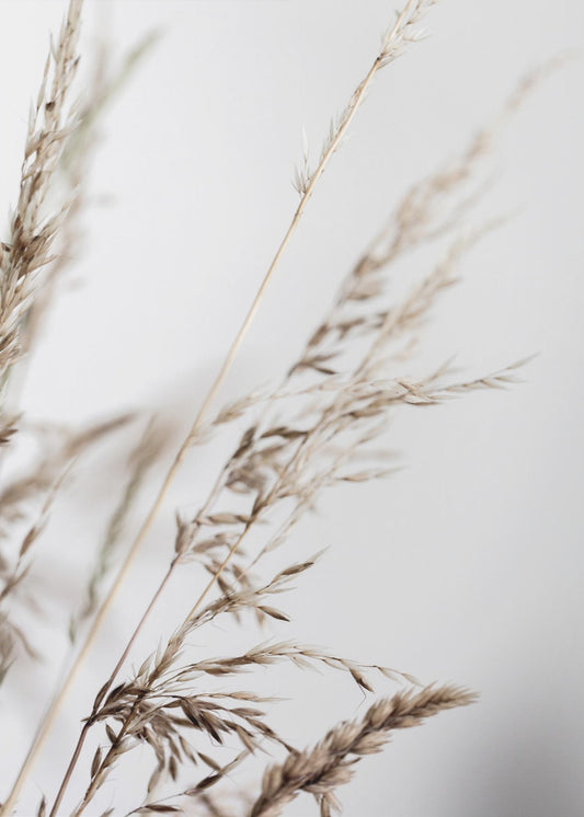 Summer Grass 2 | Canvas