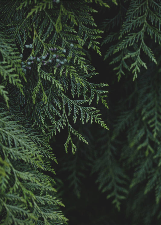 Winter Branches 3 | Canvas