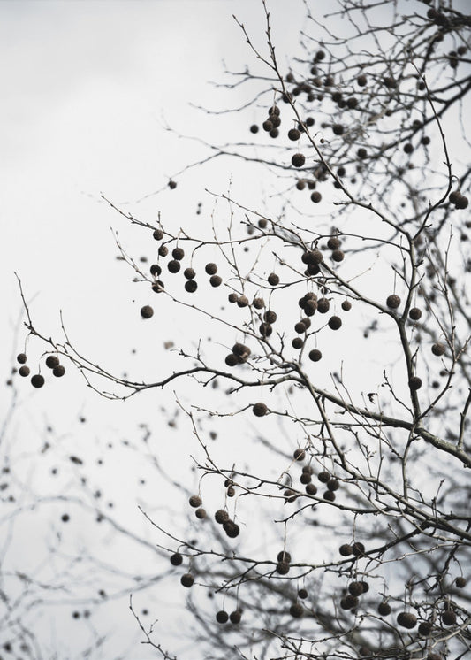 Wintersilhouetten 6 | Poster